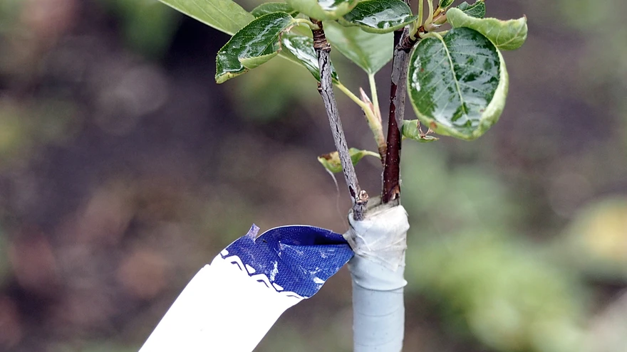 Jämeda aluse prakku asetatud pookeoksad on seotud piimapaki kileribaga.