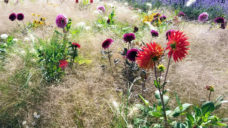 Maaliline heinamaa: jorjenid keset vitshirsi udu, raamiks perovskia sinine viirg.