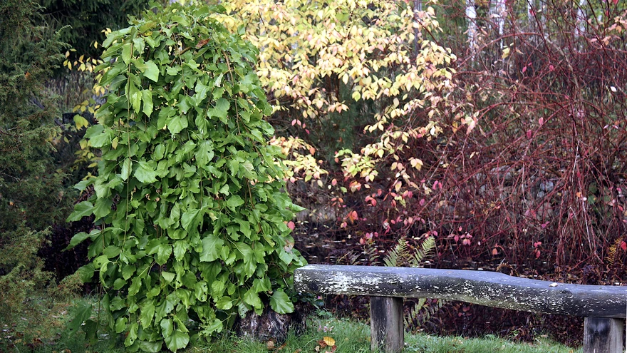 Mooruspuu ’Pendula’.