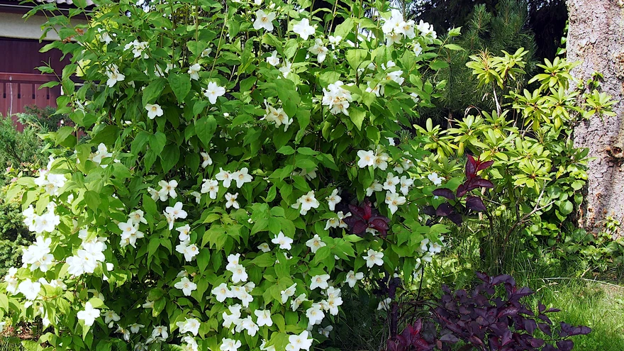 Helendav lõhnapilv varasuves.