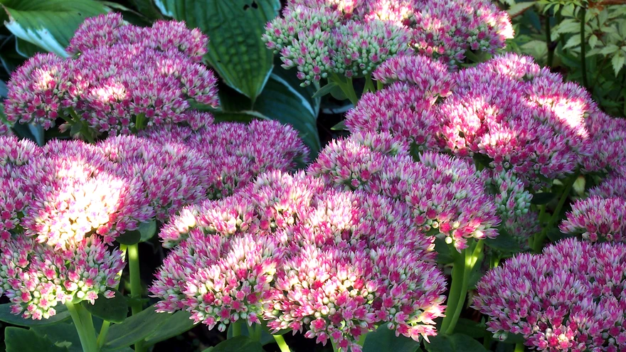 ’Herbstfreude’ lamedad õisikud toovad aeda värve külmadeni.