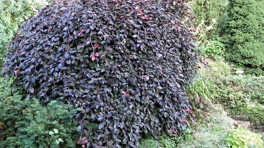 ’Purpurea Pendula’ on ilmselt populaarseim rippoksaliste pöökide seas. 