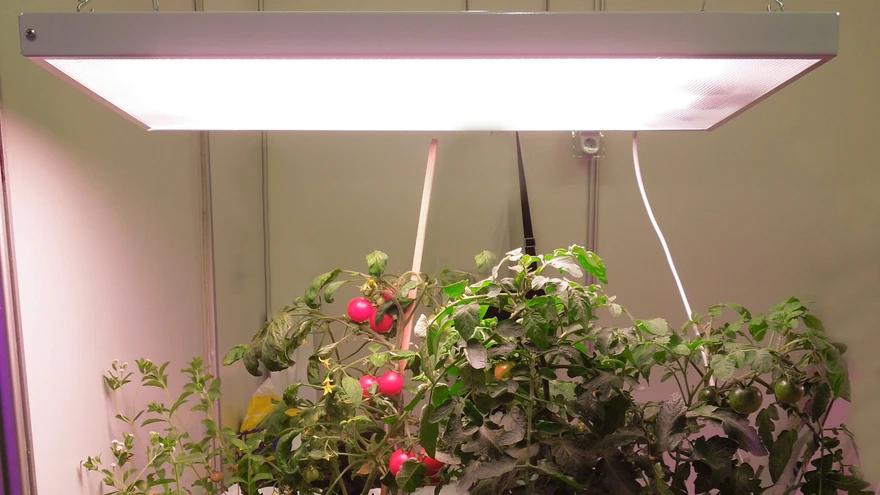 Sinised lainepikkused soodustavad kasvu, punased õitsemist ja viljumist. Kollane valgus on taime jaoks aga kasutu.