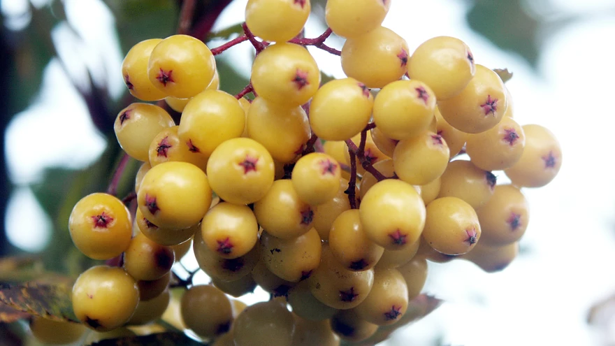 Pihlakal ’Joseph Rock’ on kollased viljakobarad.