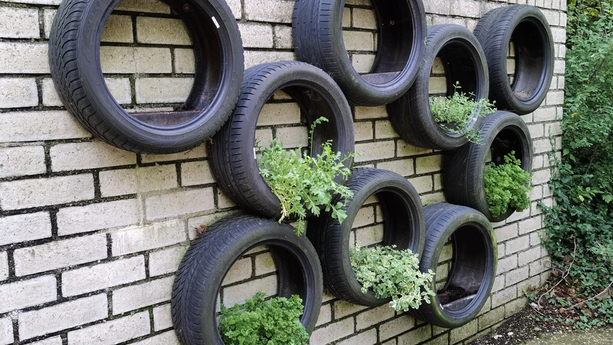 Maitsetaimesein vanarehvides. Arceni lossi aed, Holland.