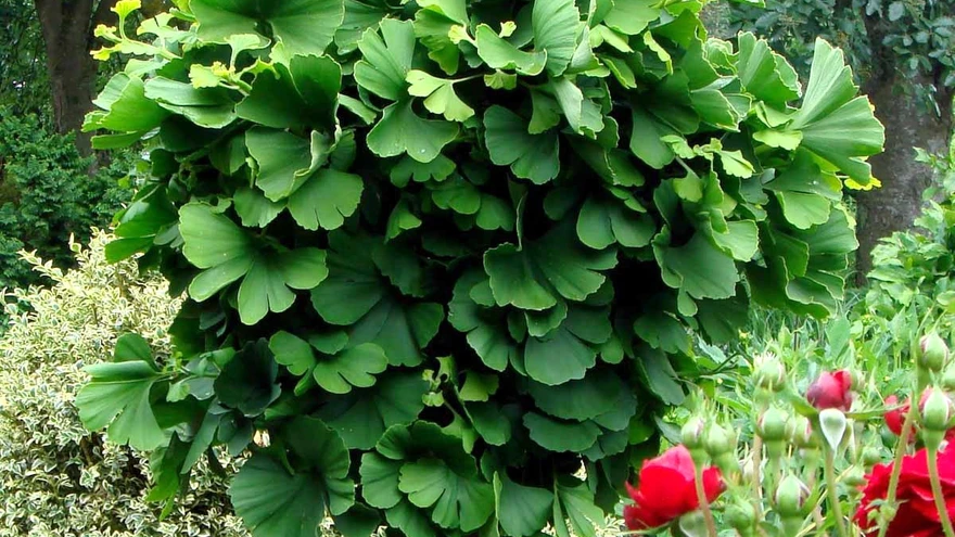 ’Mariken’ on kiviktaimla või Jaapani aia kaunitar.