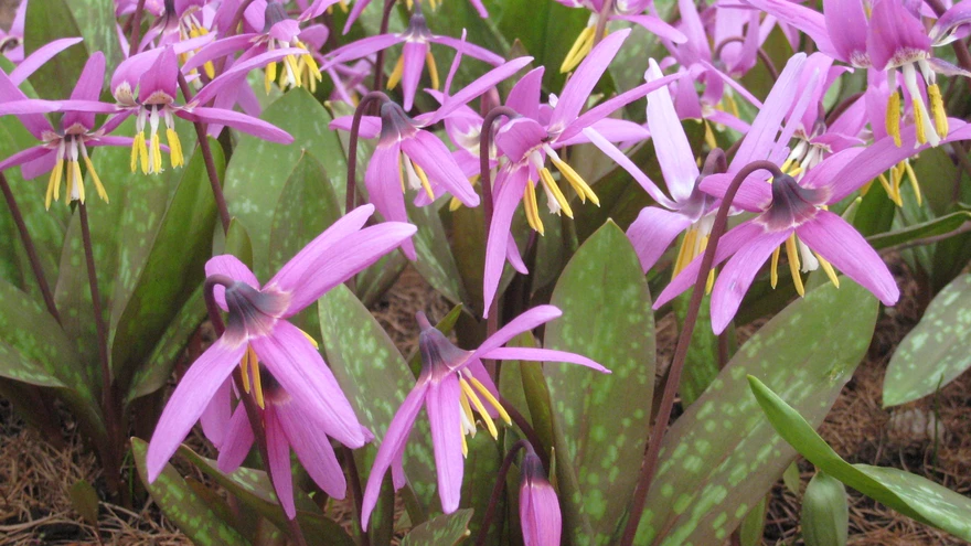 Metsaaladel kasvav siberi koerahammas.