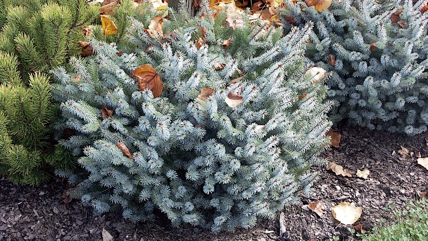 Noorte võrsetega ’Silberzwerg’. Sordil on lühemad okkad, hõredam oksastik ja mätasjas kuju. 