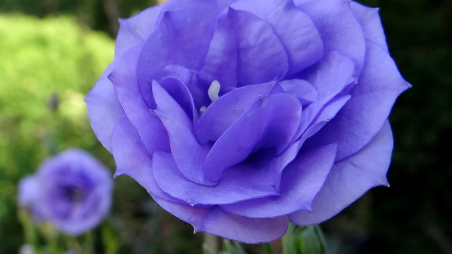 Suureõiene kellukas ehk kurekatel.