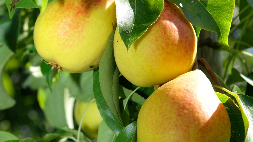 ’Lada’ on küps augusti teisel poolel.