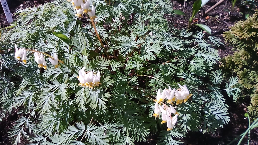 Valged õied on nagu pesunöörile riputatud põlvpüksid.