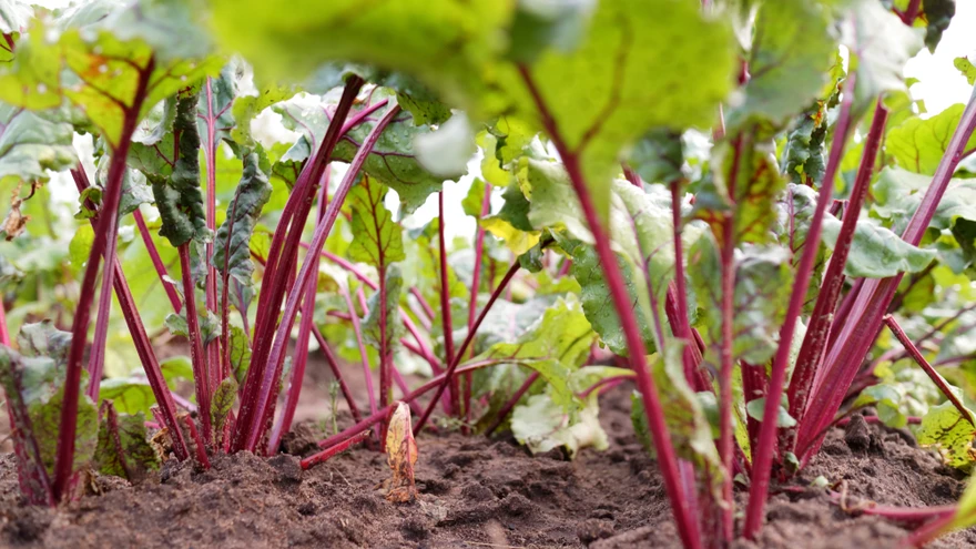 Viljavaheldusest on köögiviljaaias palju abi.