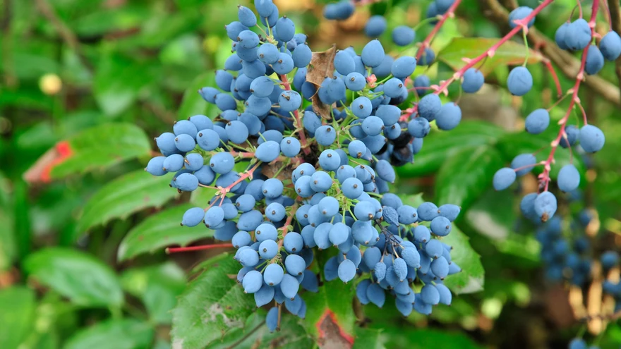 Marjad on mahoonial mõnuga söömiseks liialt hapud, aga neid saab edukalt kasutada keediste ja mahlade valmistamiseks.