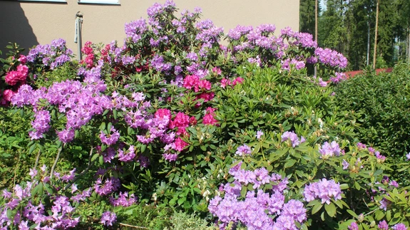 Rodod on liiga tihedalt istutatud.