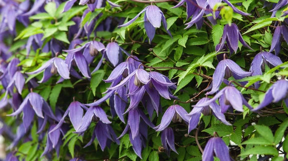 Siberi elulõng Clematis alpina.