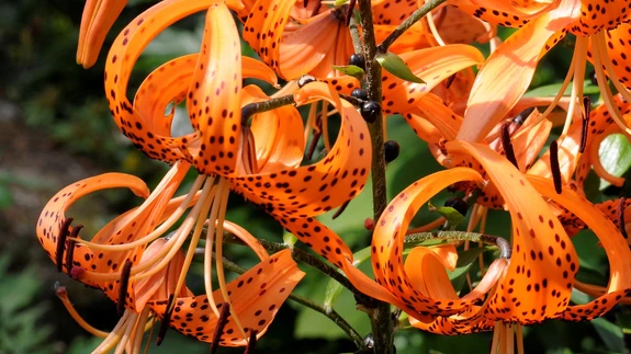 Tiigerliilia.