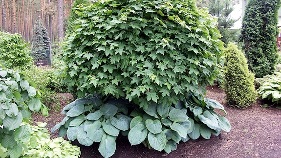 Mis muud, kui käärid kätte ja ripnevad oksad lühemaks! Nüüd tekib võimalus anda teistlaadsete taimede abil puule täiesti uus välimus. 