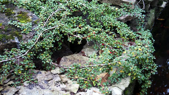Lamav tuhkpuu ’Streib’s Findling’. Väikesed igihaljad lehed on aasta ringi ühtlaselt rohelised.
