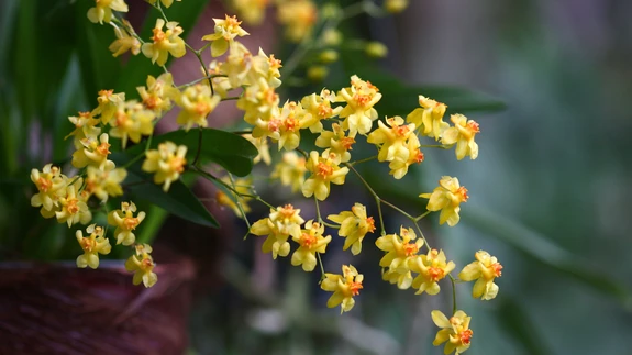 Ontsiidium ‘Misaki Twinkle Obry’.