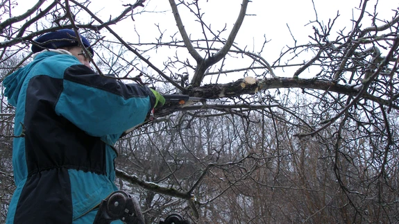 Heledate lõikehaavade järgi on näha, et eemaldatud on jäme püstine oks ja selle juurest kaks kuiva. Nüüd saeb aednik halva kasvusuunaga oksa, seejärel võtab ette sealsamas põhiharul oleva suure püstise.