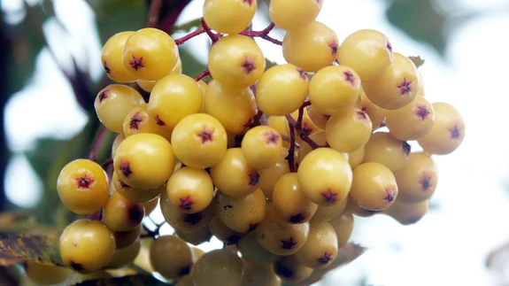 Pihlakal ’Joseph Rock’ on kollased viljakobarad.