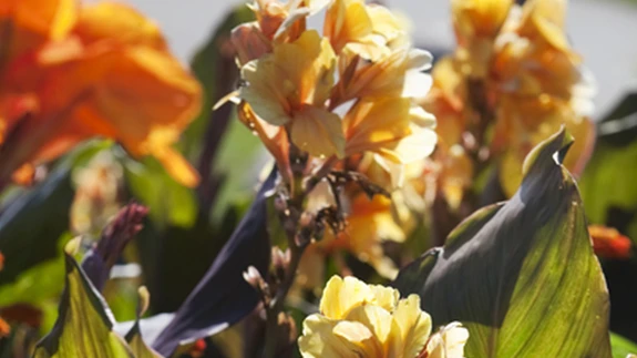 Kuumal suvepäeval kuuled oma õitsevate kannade ümber porisevat suminat. Need on kohalikud mesilased, kes on erksavärvilistest õitest lummatud ja teevad kõik, et saada kätte õites peituvat magusat nektarit.