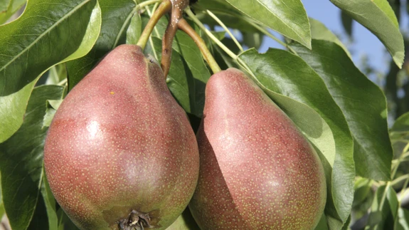 Suur erinevus õunapuust on see, et pirnipuu kultuurosa on tunduvalt külmaõrnem.