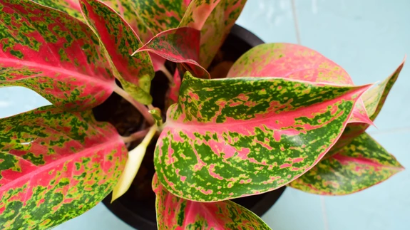 Aglaoneemad puhastavad eriti tõhusalt toa õhku.