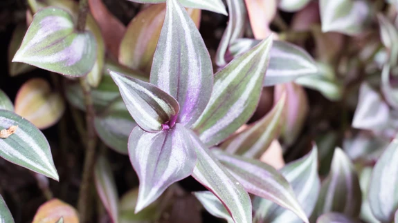 Brasiilia tradeskantsia.