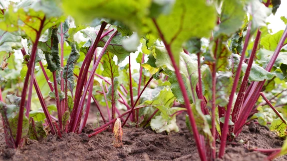 Viljavaheldusest on köögiviljaaias palju abi.