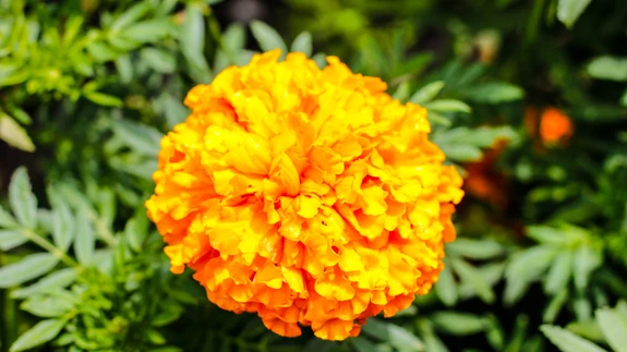 Peiulilledel on vaid üks puudus: nad maitsevad väga tigudele.