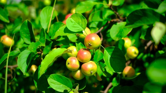 Pärast jaanipäeva kuni juuli lõpuni võib puid uuesti lõigata.