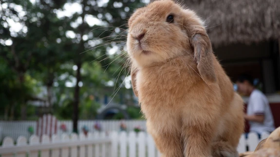 Pikkkõrva menüüs olgu esikohal hein.