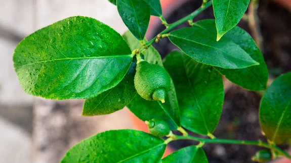 Kedriklesta kohalolust annavad algul märku lehtede pealmisel küljel olevad imepisikesed kollased täpikesed.