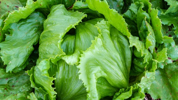 Eestikeelses kirjanduses on jääsalatit nimetatud tabavalt ka krõmpssalatiks.