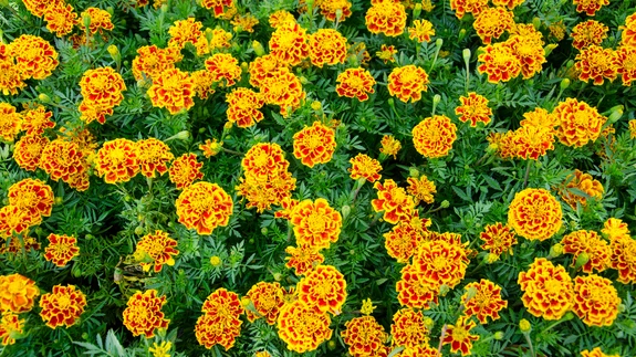 Nematoodide hävitamisel on kõige tõhusama toimega madal peiulill.