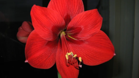 Tänapäeval on ratsuritähest kujunenud just jõululill.