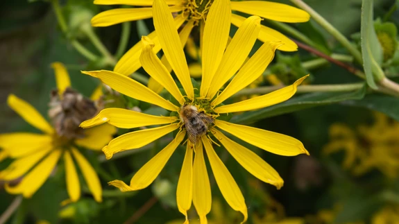 Vaigulilled on talvekindlad püsikud.