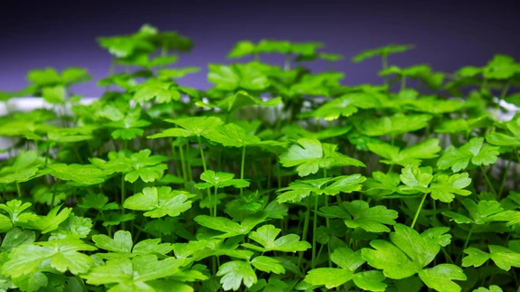 Seemneid võib külvata varakevadel tuppa külvikasti või -kassetti, aprilli alguses kasvuhoonesse.