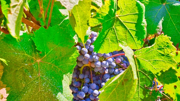 Sobiv aeg viinapuud lõigata on hilissügisel või lausa talve hakul.