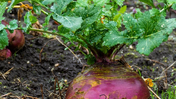 Kui soovid suvel süüa magusaid kaalikaid, külva seeme varakult peenrale.