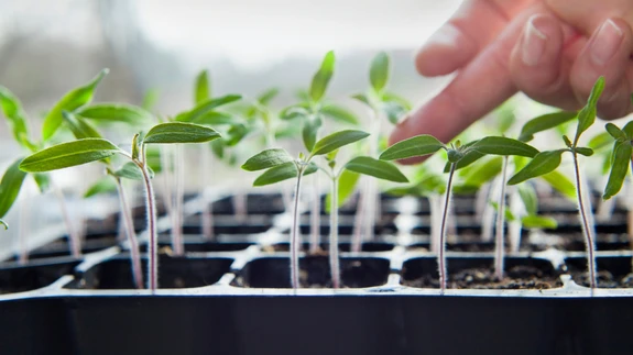 Elujõuline tomatiseeme tärkab juba mõne päevaga. Kaks esimest lehte on idulehed, seejärel ilmuvad pärislehed.