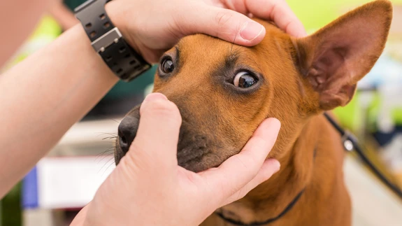 Koertel esineb sageli silmatraumasid, sest nad kaklevad teise koera või kassiga.