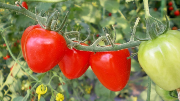 ’Tomatoberry Garden’ F1.