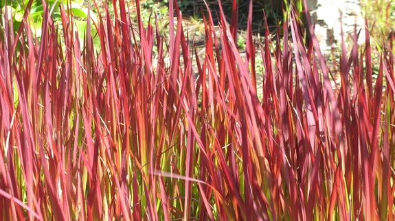 Harilikul alangil on veripunaste lehtedega sort ’Red Baron’ ja vertikaalsed punased lehetriibud on aiadisainerite seas hinnatud kujunduselemendiks.