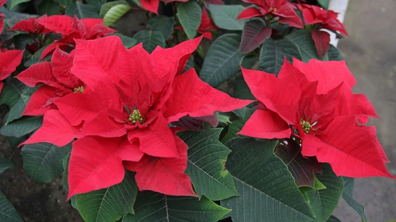 Värvikad kõrglehed taime ladvas peavad olema ühtlaselt värvunud.