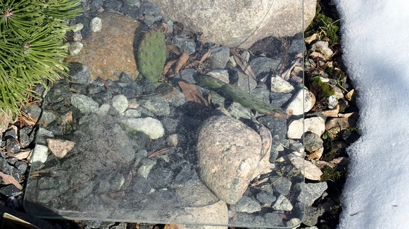 Viigikaktus talvitub siin klaasitüki all.