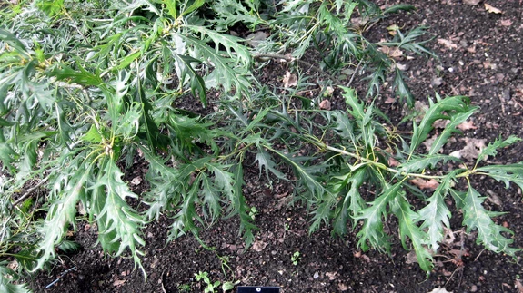 Harilik tamm ’Miky’.