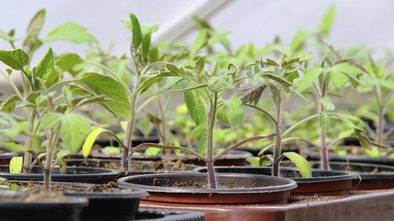 Seemnest kasvatattud tomatitaimed