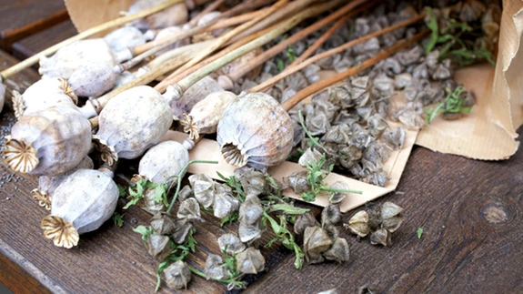 Korja ise suvikute seemneid